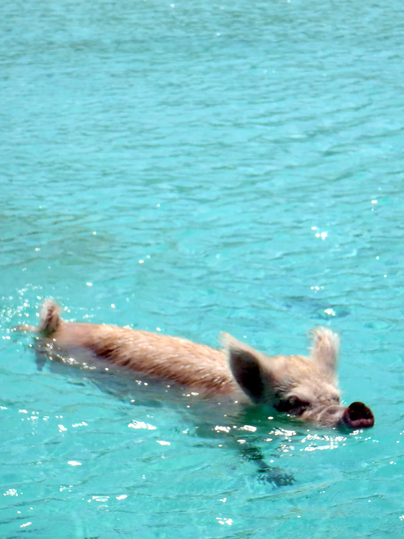 Swimming pigs in the Bahamas