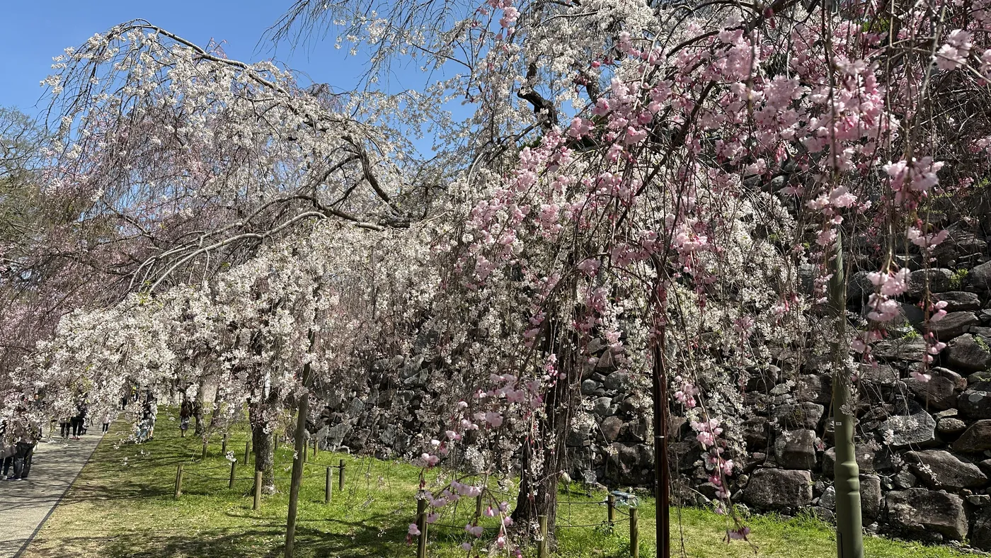 Cherry blossoms at Fukuoka Castle ruins, March 2025