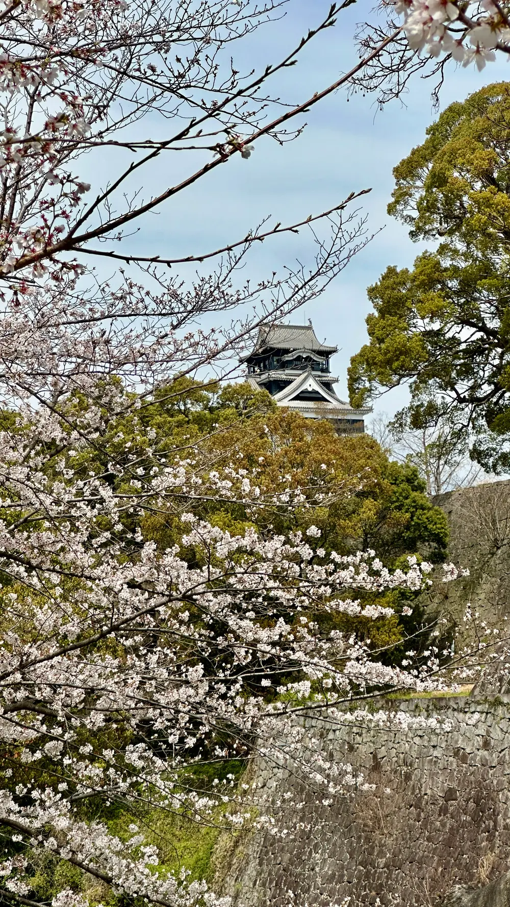 Kumamoto Castle framed by cherry blossoms